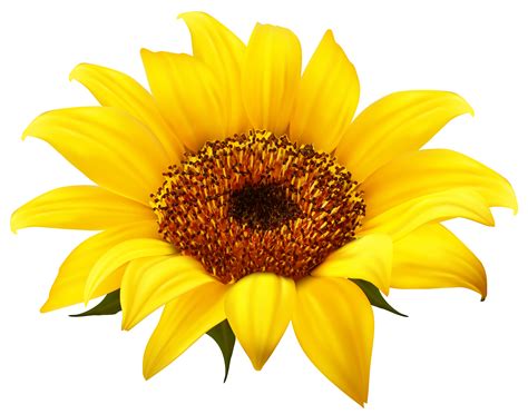 clipart sunflower png|free sunflower images clip art.